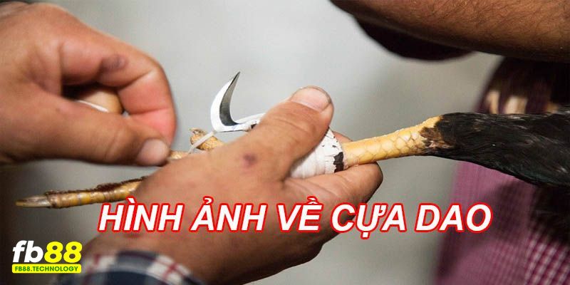 Lưỡi dao ở cựa giúp trận đấu diễn ra nhanh chóng