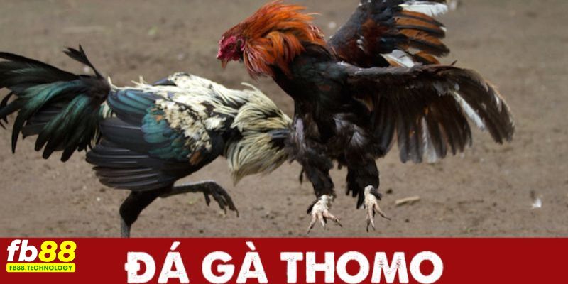 Luật chơi đá gà Thomo rất đơn giản, dễ hiểu