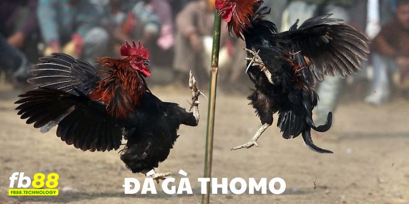 đá gà thomo